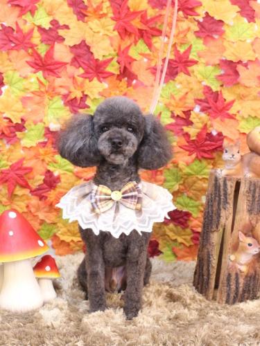 20241120ボーロくん